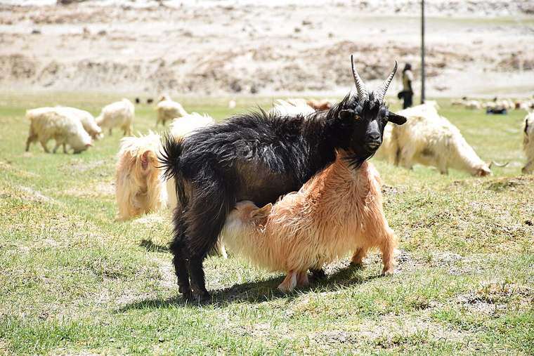 Chyangra goats in the high Himalayas — where pashmina fiber begins
